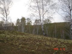подснежниковое поле.JPG