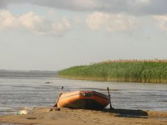 Рыжая лодка   лебедь