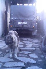 мой газон и мой пёс