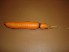 морковка с гровером