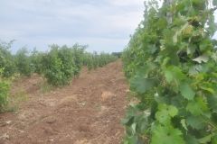 ожидаем урожай