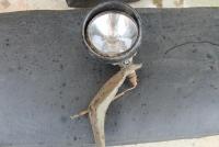 post-17539-0-31243700-1401566426_thumb.j