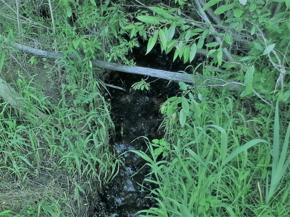 IMG_20170618_151640 (2).jpg