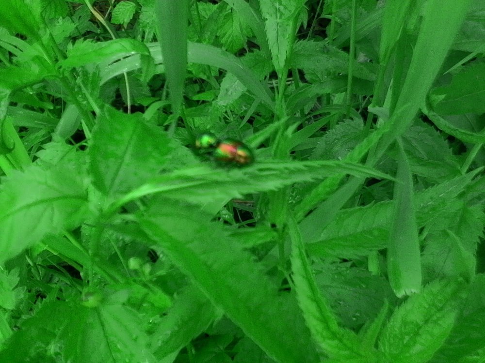 IMG_20170618_151839 (2).jpg