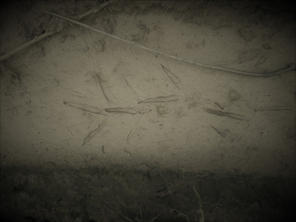 IMG_20170618_151955 (2).jpg