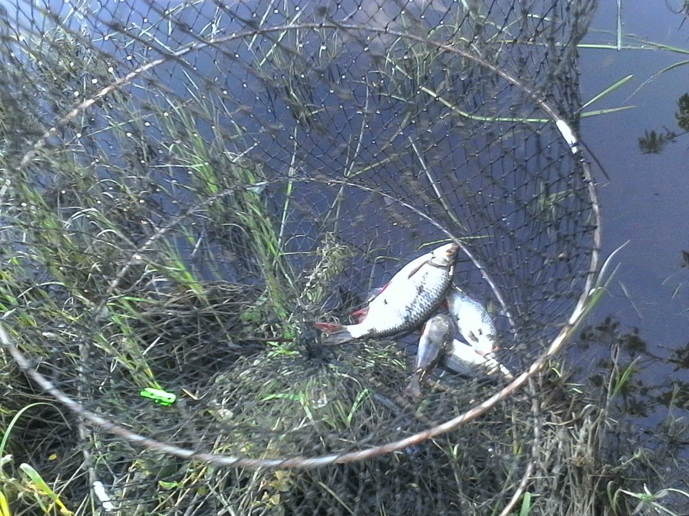 IMG_20170618_183216 (2).jpg