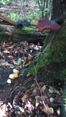 молодые рейшата.JPG