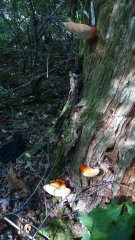 семейка лакированных.JPG