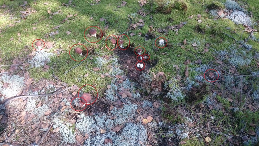 Грибы 2017 г..JPG