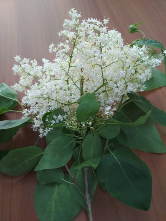 цветок вопрос.jpg