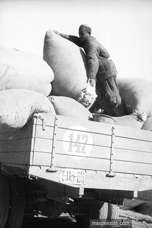 Погрузка мешков с хлопком на грузовую машину.jpg