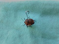 IMG_20210805_090224.jpg