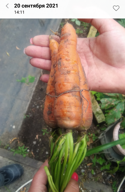 морква.png
