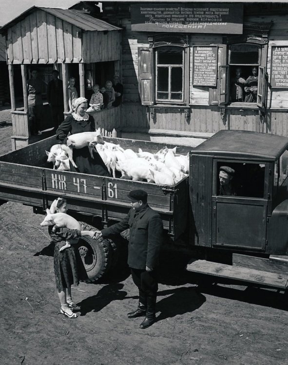 Председатель колхоза С. П. Пахомов поздравляет свинарок О. П. Урютину и Н. К. Соколову с успехами в труде и вручает премию – 30 поросят (1954).jpg