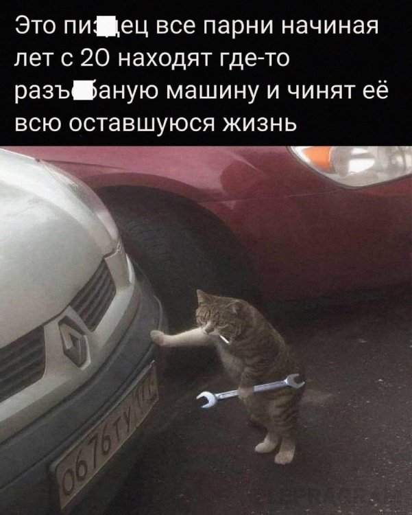 Песец.jpg