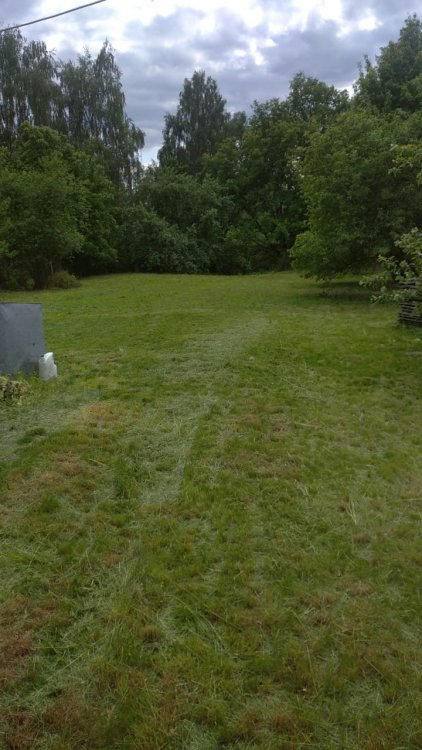 газон смп.jpg