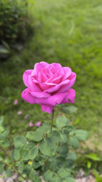 IMG_20260627_184227.jpg