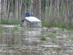Все бобры проклятые