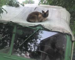 Любимое место отдыха и наблюдения за своей территорией