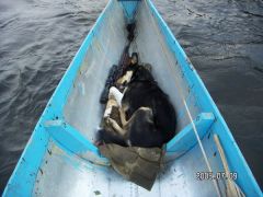 Вахтенный спит как собака