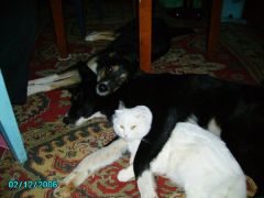 Молодые суки на отдыхе (Тетка и Ласка)