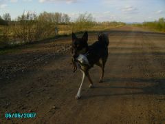 Хича (Хищница)