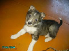 будущяя охотница, Айя