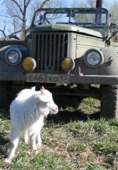 Козловодческое