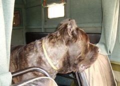 Ну-ка, угони!