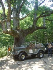 ... на дубе том ...