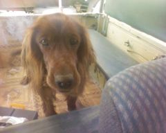 07.07.2007 Бойково България