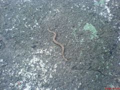 Вот и помошник приполз. Ему тоже 69 нравится.