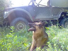 в лесу с верным другом